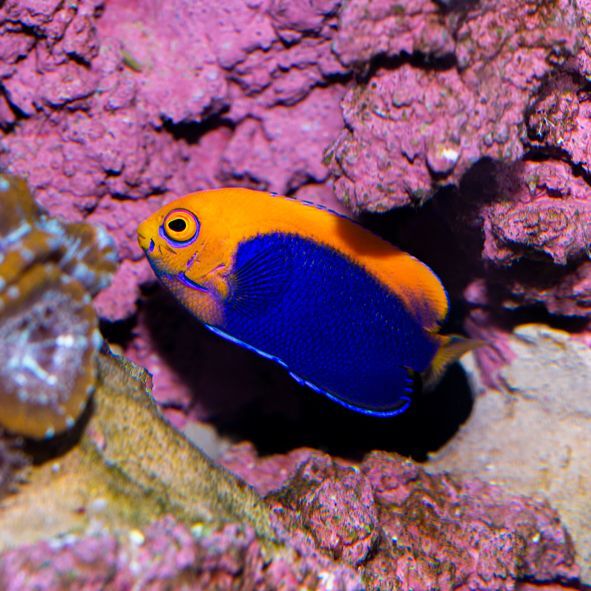 Orange Back Pygmy Angelfish