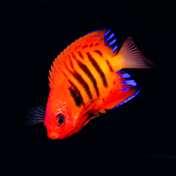 Flame Angelfish