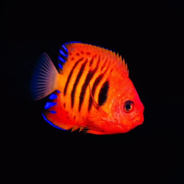 Flame Angelfish