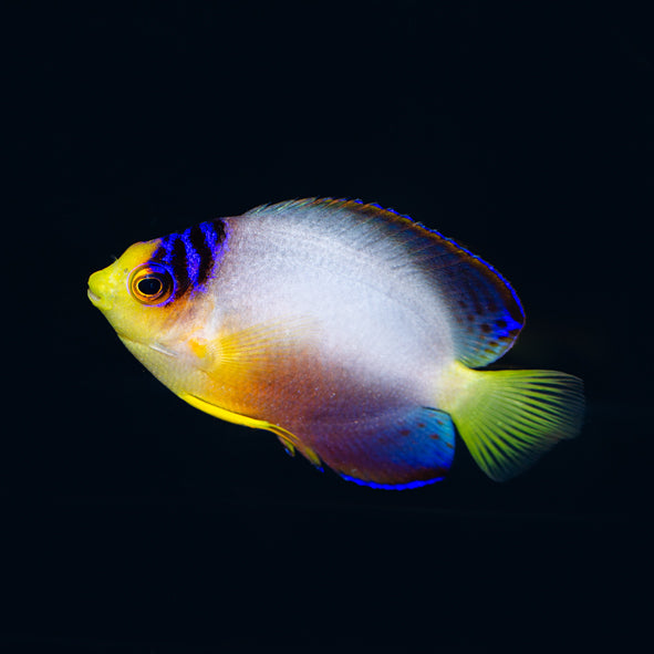 Multicolor Angelfish