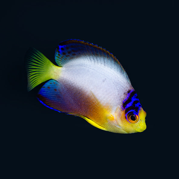 Multicolor Angelfish