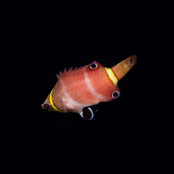 Yellow Banded Possum Wrasse