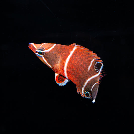 White Banded Possum Wrasse