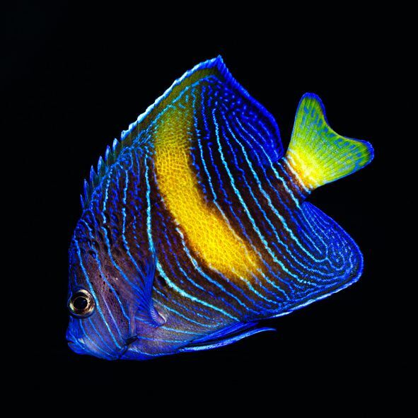 Maculosus Angelfish