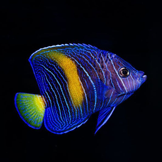 Maculosus Angelfish