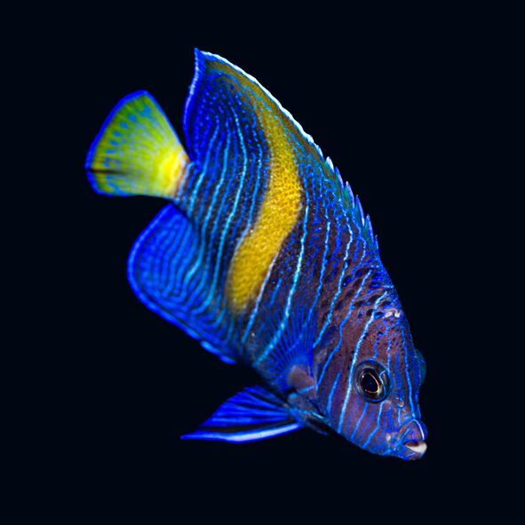 Maculosus Angelfish