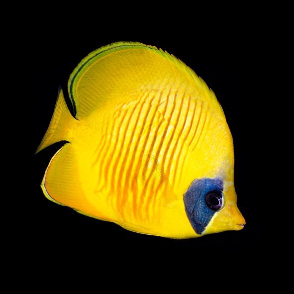 Golden Semilarvatus Butterflyfish