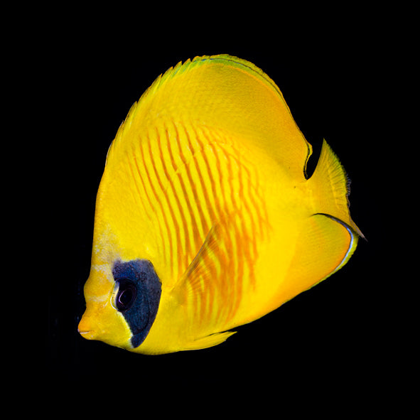 Golden Semilarvatus Butterflyfish