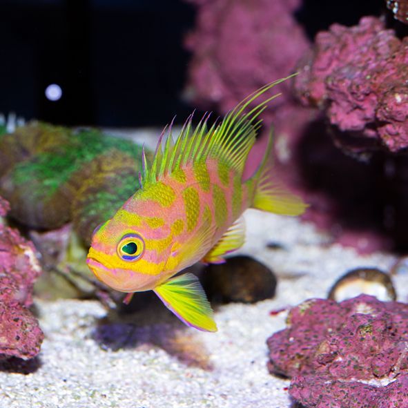 Blotchy Anthias