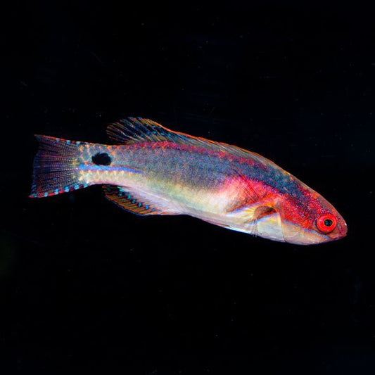 Exquisite Fairy Wrasse