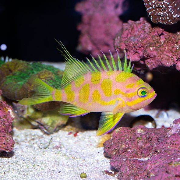 Blotchy Anthias