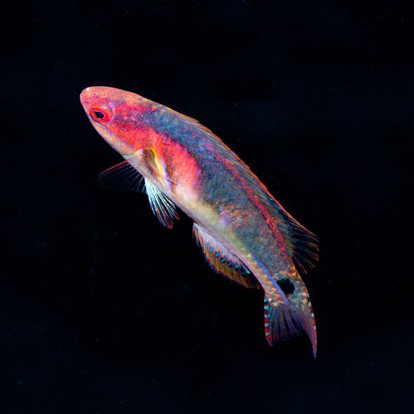 Exquisite Fairy Wrasse