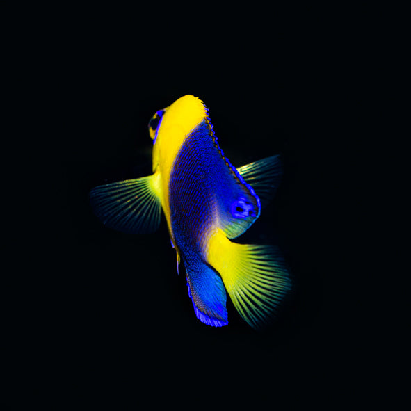 Joculator Angelfish