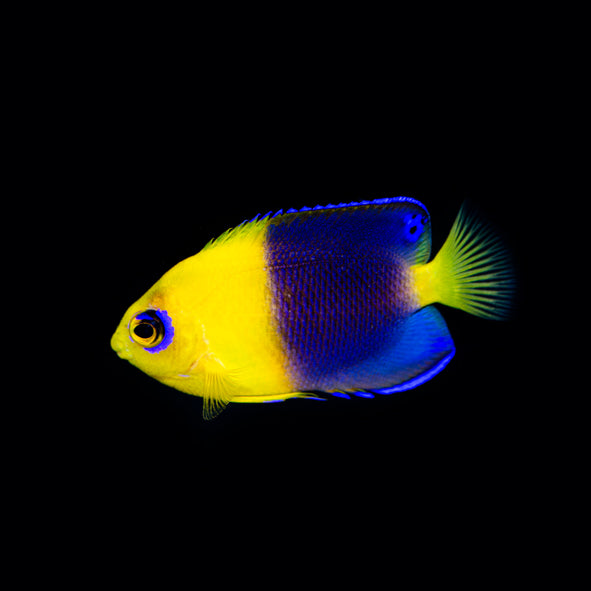 Joculator Angelfish