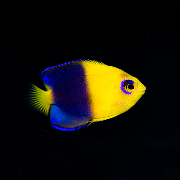 Joculator Angelfish