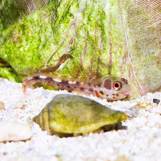 Barnacle Blenny