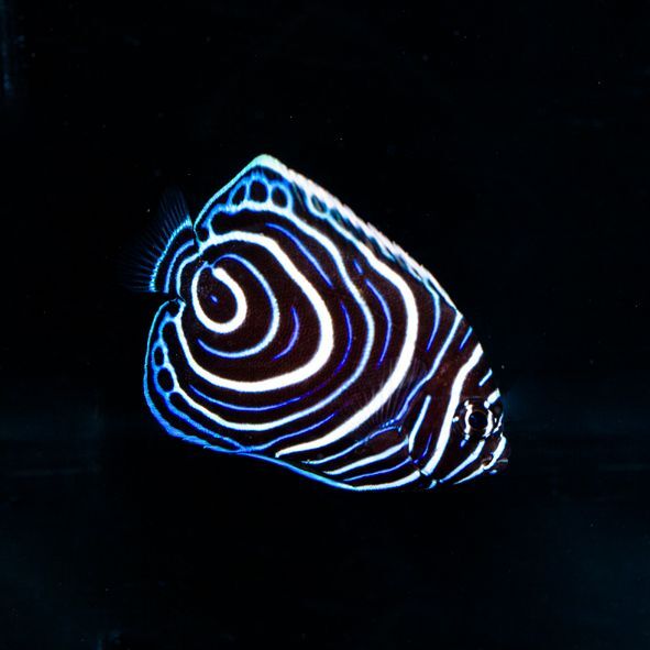 Emperor Angelfish Juvenile