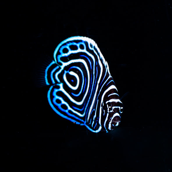 Emperor Angelfish Juvenile