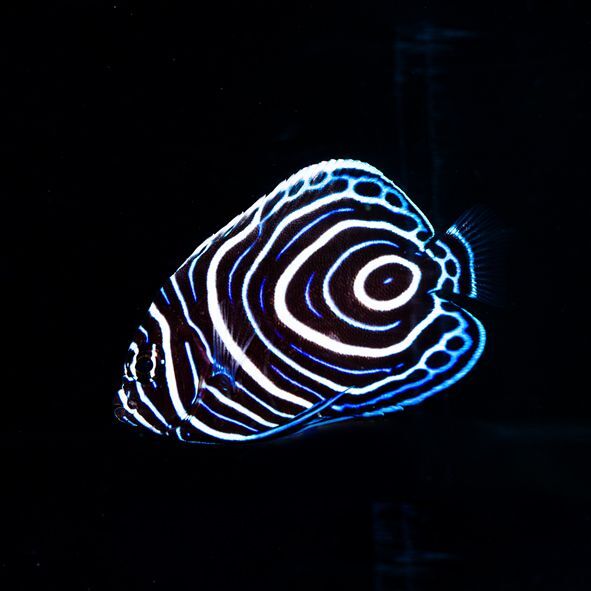 Emperor Angelfish Juvenile