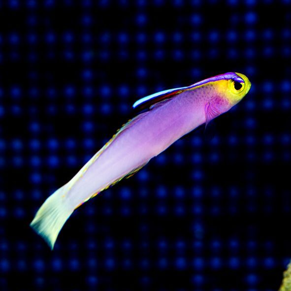 Helfrichi Firefish Pair