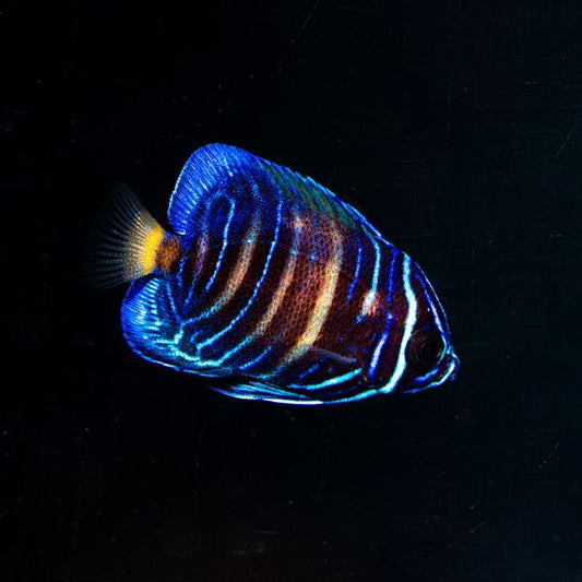 Maculosus Angelfish Juvenile