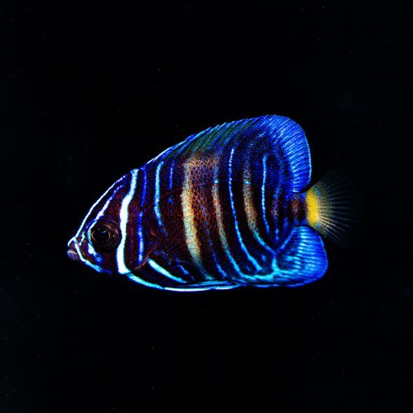 Maculosus Angelfish Juvenile