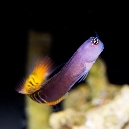 Bicolor Blenny