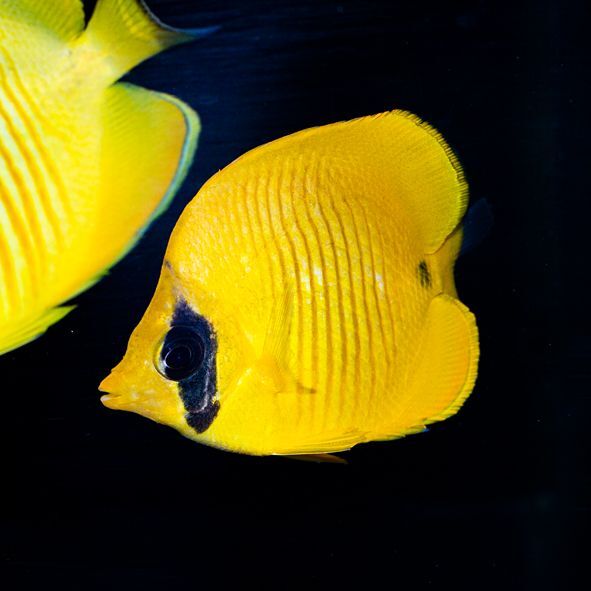 Golden Semilarvatus Butterflyfish