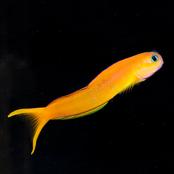 Midas Blenny