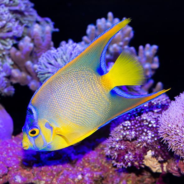 Queen Angelfish