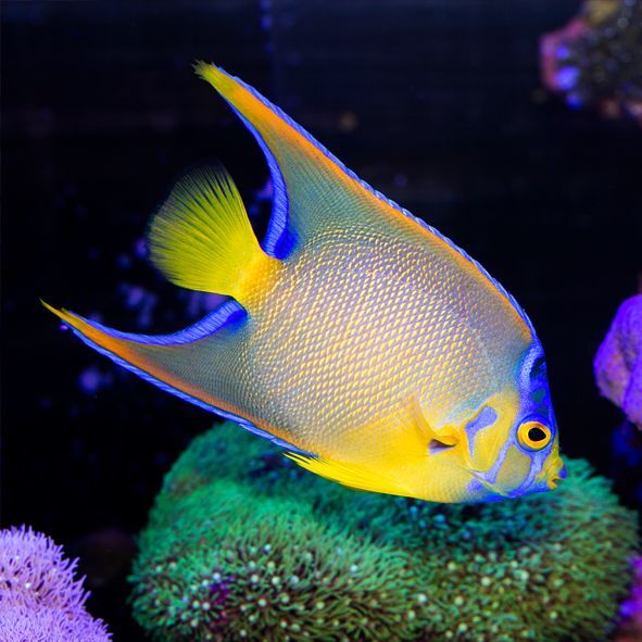 Queen Angelfish