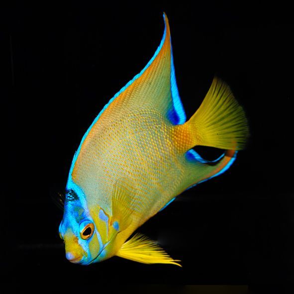 Queen Angelfish