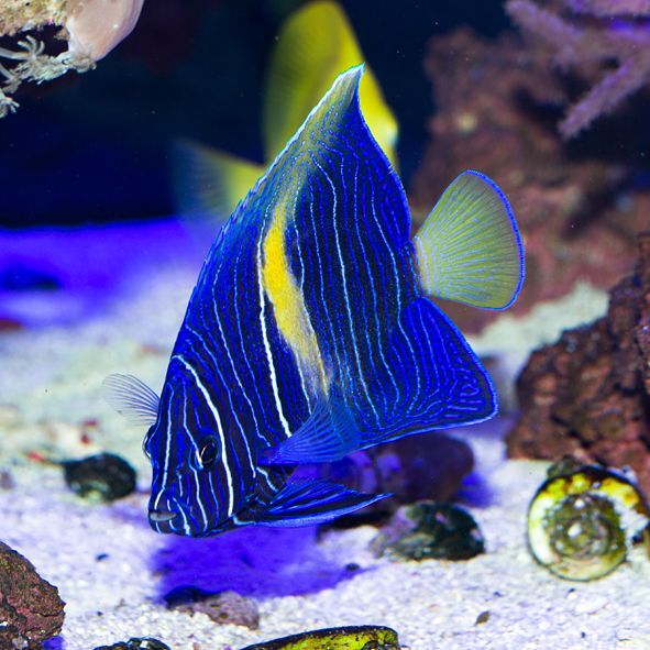 Maculosus Angelfish