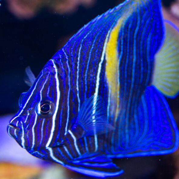 Maculosus Angelfish