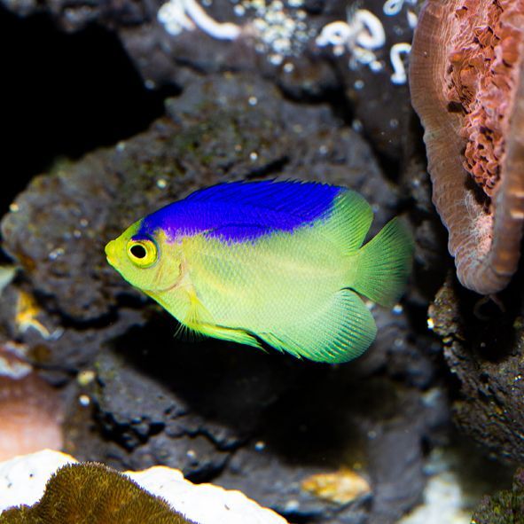 Colin's Angelfish