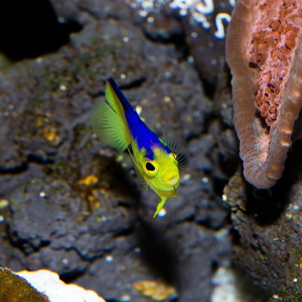 Colin's Angelfish