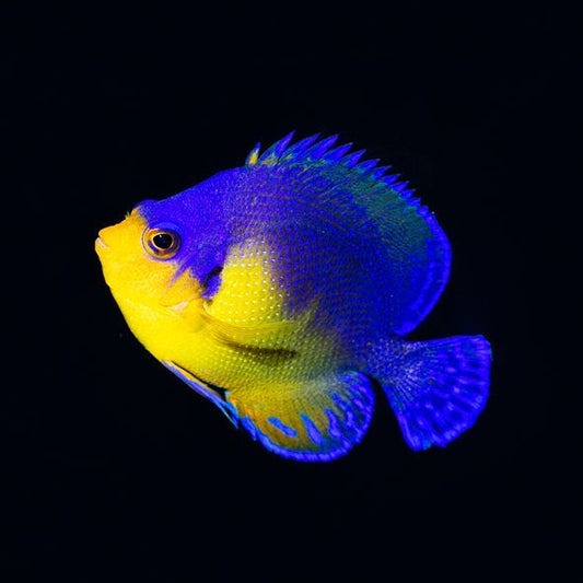 Venustus Angelfish