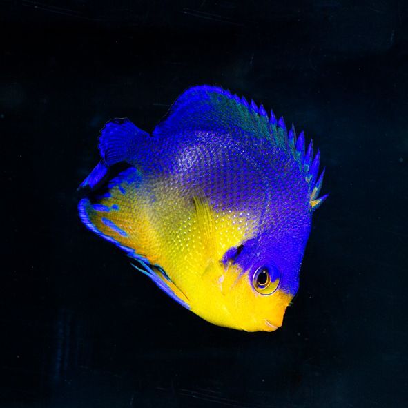 Venustus Angelfish