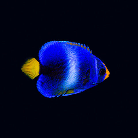 West African Angelfish Juvenile