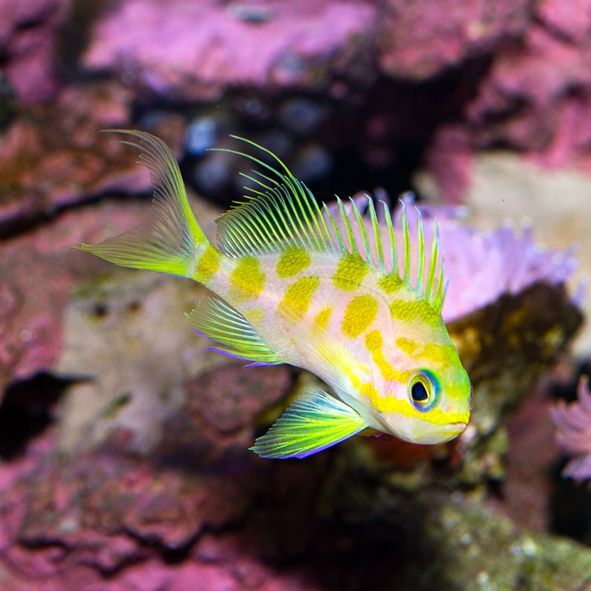 Blotchy Anthias