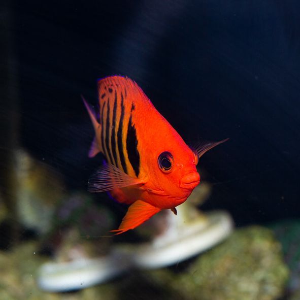 Flame Angelfish