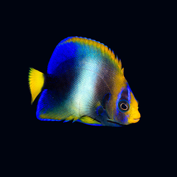 West African Angelfish Juvenile