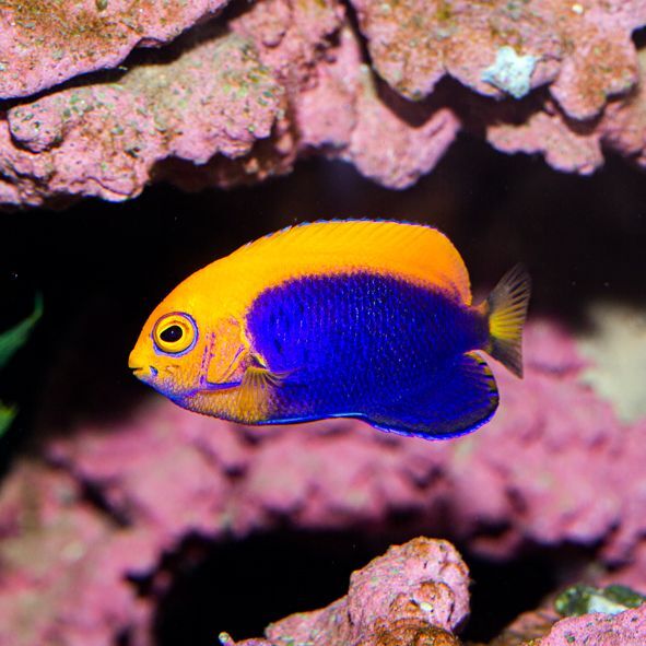 Orange Back Pygmy Angelfish