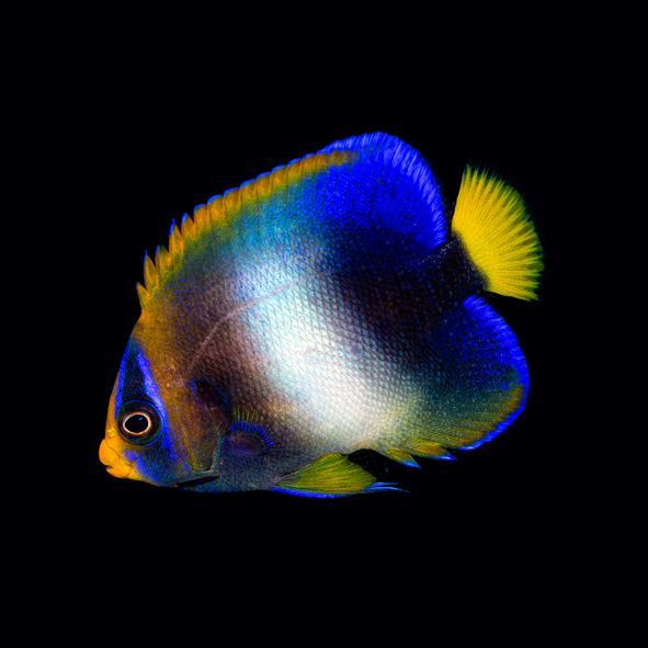 West African Angelfish Juvenile