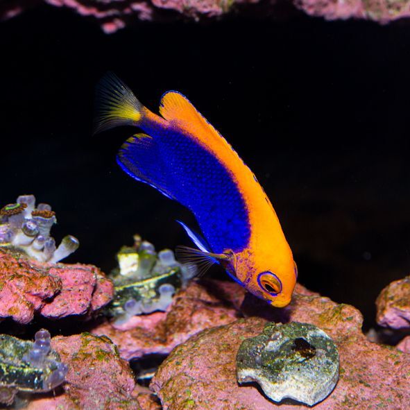 Orange Back Pygmy Angelfish