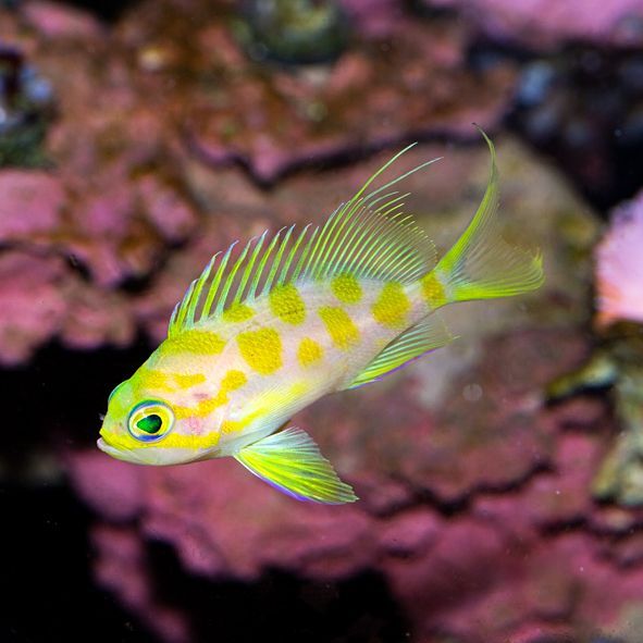 Blotchy Anthias