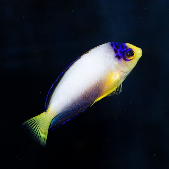 Multicolor Angelfish