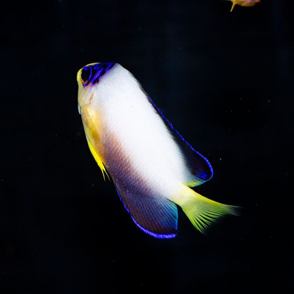 Multicolor Angelfish