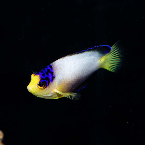 Multicolor Angelfish