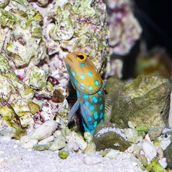 Blue Spot Jawfish